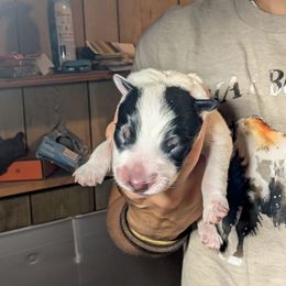 Black Collar - Blue mottled female Australian Cattle Dog puppy in Bucyrus, Missouri from Piney River Cattle Dogs