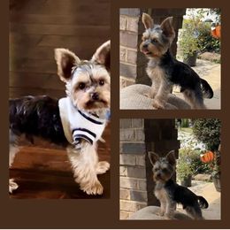 Poodle Puppies from Pawsome Poodles