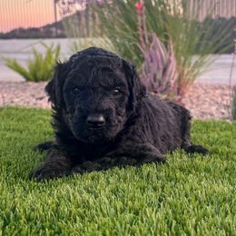 Hero - male Newfypoo puppy in California from Diaz Family Acres Doodles