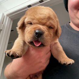 Male 2 - Yellow male Labrador Retriever puppy in Murrieta, California from The Golden Leash Kennels