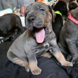 BOBBY Blue tan point - Blue male Great Dane puppy in Port Clinton, Ohio from LakeSide Danes
