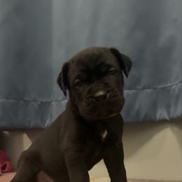 Green Female - Black female Cane Corso puppy in Jasper, Alabama from C&M Cane Corso