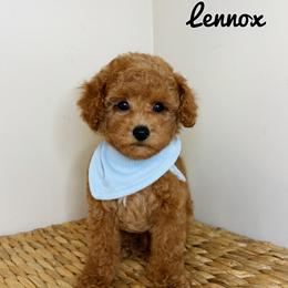 Lennox - Red  male Poodle puppy in Morehead, Kentucky from Paw Perfect Pets