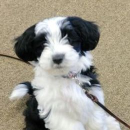 Havanese from Linda Moir