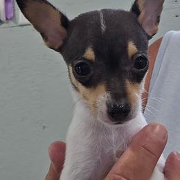 Blaze - White black and tan male Toy Fox Terrier puppy in Leeton, Missouri from Foxlace Farms Toy Fox Terriers