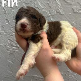 Fin - Chocolate male Goldendoodle puppy in Atlantic Beach, Florida from Glamorous Golden Doodles