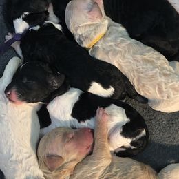 Goldendoodles from Jarvis Goldendoodles