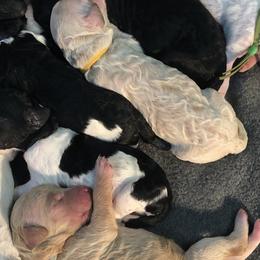 Goldendoodles from Jarvis Goldendoodles