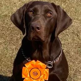 Ivy - Labrador Retriever