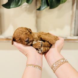 Meadow - Petite - Red  female Goldendoodle puppy in Elizabethtown, Kentucky from Reddy Poodles & Doodles