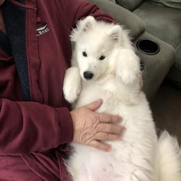 Samoyed Puppies from Calista Samoyeds