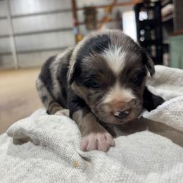 Boy 2 - Blue merle male Australian Shepherd puppy in Almo, Kentucky from Riley's Paw Pals