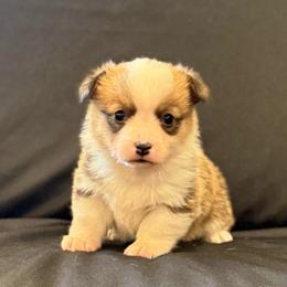 Ladybug - Sable female Pembroke Welsh Corgi puppy in Arcanum, Ohio from Weissway Corgis
