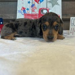 Dapple Girl - Dapple female Dachshund puppy in Stilwell, Oklahoma from Bidding Creek Dachshunds