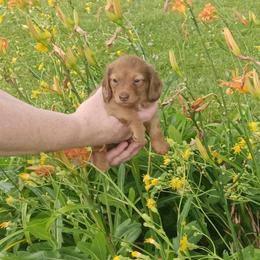 Azalea - Red female Dachshund puppy in Round Lake Beach, Illinois from Doxie Dynasty