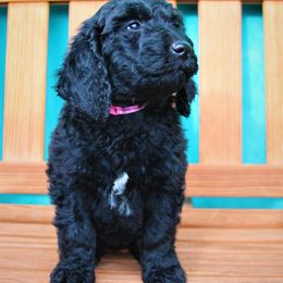 Goldendoodle Puppies from Warren Doodles