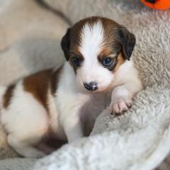 Green - White and red female Nederlandse Kooikerhondje puppy in Chattanooga, Tennessee from Criterion Kooikerhondjes