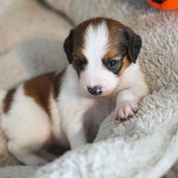 Green - White and red female Nederlandse Kooikerhondje puppy in Chattanooga, Tennessee from Criterion Kooikerhondjes