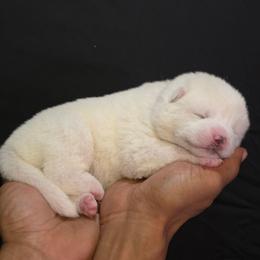 Purple Collar - White female Japanese Akitainu puppy in New Castle, Pennsylvania from Four Seasons Akita (Shikisou)