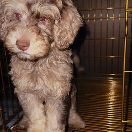 Bernedoodle, Sheepadoodle, and Whoodle Puppies from Wonderland’s Boujie Kennels