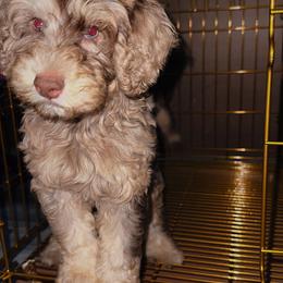 Bernedoodle, Sheepadoodle, and Whoodle Puppies from Wonderland’s Boujie Kennels