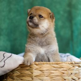 Shiba Inu Puppies from Shinin Shibas