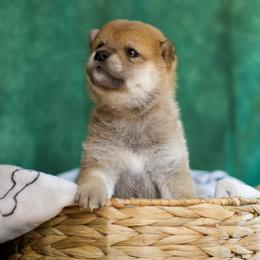 Shiba Inu Puppies from Shinin Shibas