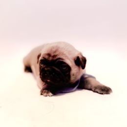 Henry (green collar) - Fawn male Pug puppy in Hereford, Arizona from Broken Road Ranch Pugs