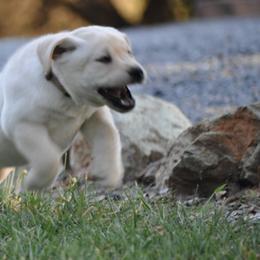 Labrador Retrievers from Caerleon Ranch
