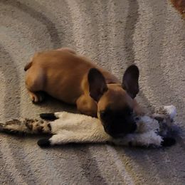 Lexi lou - French Bulldog