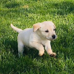 Labrador Retrievers from Sweet as Honey Farms