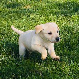 Labrador Retrievers from Sweet as Honey Farms