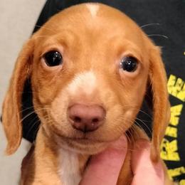 Dachshund Puppies from Wilson's Kennels
