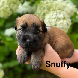 Boy 4 - Wheaten male Soft Coated Wheaten Terrier puppy in Newark, Ohio from Valleydayle Doodles and Wheatens