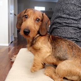 Copper - Dachshund