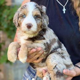 Acorn - Chocolate merle male Bernedoodle puppy in Mapleton, Utah from Natural Doodle Life