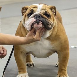 "Bulldozer" - Bulldog