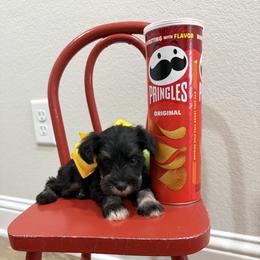 Yellow boy - Black and silver male Miniature Schnauzer puppy in Garrison, Texas from RNH Schnauzers