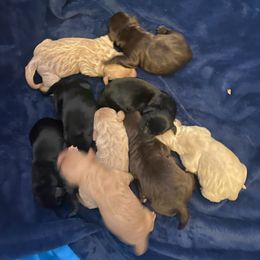Labradoodles and Labrador Retrievers from AAA Ranch