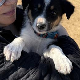 Philip - Tri-color male Border Collie puppy in Austin, Texas from Abundant Life Ranch Border Collies
