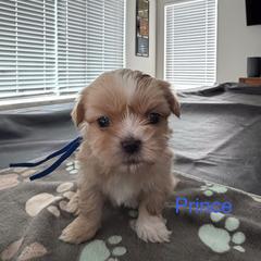 Prince - Gold and white male Shorkie puppy in San Tan Valley, Arizona from Great Mates