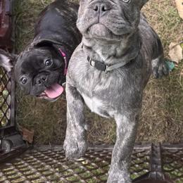 French Bulldog Puppies from King Fam Frenchies