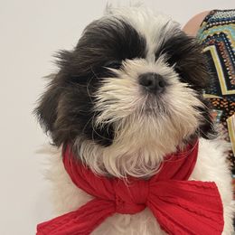 Blue - Blue male Shih Tzu puppy in Ridgecrest, California from Love4Shihtzu