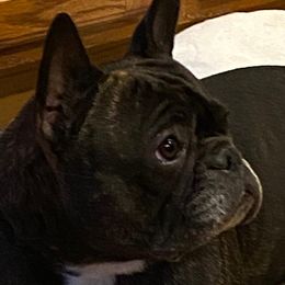 French Bulldogs from Jasu French Bulldogs
