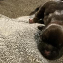 Phoenix - Brindle male Shih Tzu puppy in Pleasant Shade, Tennessee from Kuntry Tyme Shih Tzu