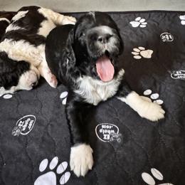 Bernedoodle, Cockapoo, and Goldendoodle Puppies from Avery Doodle Day LLC
