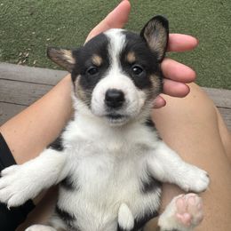 Millie - Black and white female Cardigan Welsh Corgi puppy in Wekiwa Springs, Florida from It is Corgiland