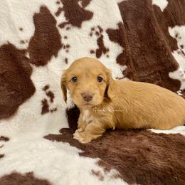 Dachshund Puppies from Pasek Kennels