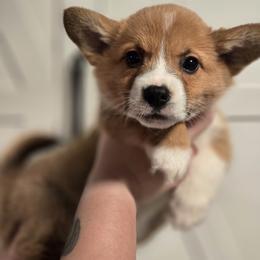 Alder - Red male Pembroke Welsh Corgi puppy in Mount Vernon, Ohio from Rose Water Corgis in Ohio