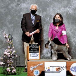Miniature Schnauzer All Grown Up from Legend's Miniature Schnauzers